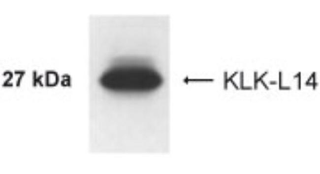 Kallikrein 14 Antibody in Western Blot (WB)