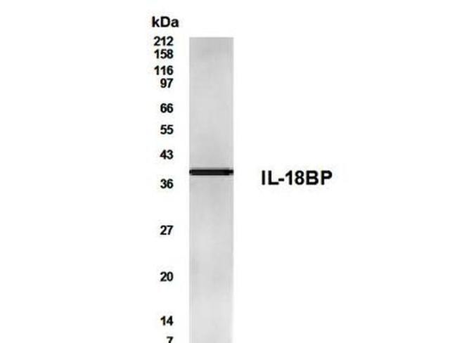 IL18BP Antibody in Western Blot (WB)
