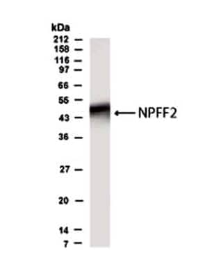 NPFF2 Antibody in Western Blot (WB)