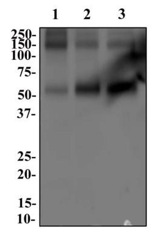 GLAST Antibody in Western Blot (WB)