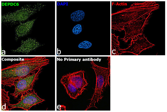 DEPDC6 Antibody in Immunocytochemistry (ICC/IF)