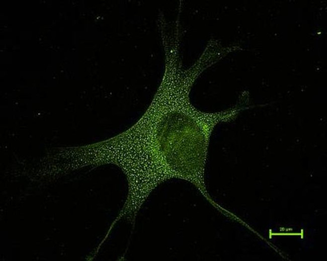 MFN1 Antibody in Immunocytochemistry (ICC/IF)