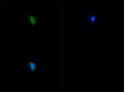 SERF2 Antibody in Immunocytochemistry (ICC/IF)