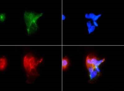 FAT4 Antibody in Immunocytochemistry (ICC/IF)