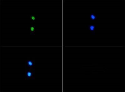 SERF1A Antibody in Immunocytochemistry (ICC/IF)
