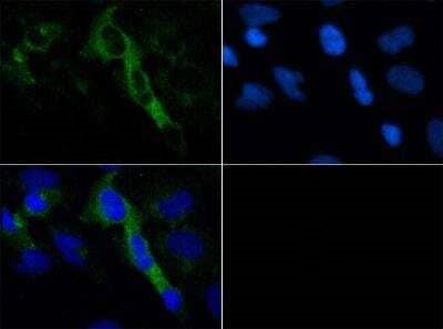 HTR4 Antibody in Immunocytochemistry (ICC/IF)