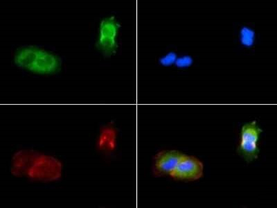 PIEZO1 Antibody in Immunocytochemistry (ICC/IF)
