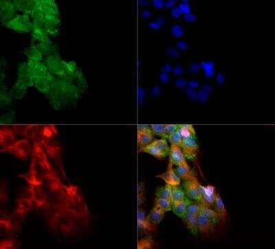 NLRC4 Antibody in Immunocytochemistry (ICC/IF)
