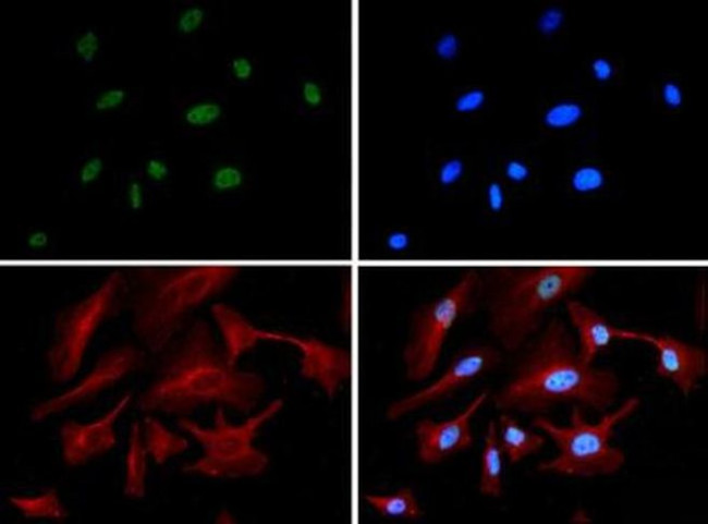 AKAP8 Antibody in Immunocytochemistry (ICC/IF)
