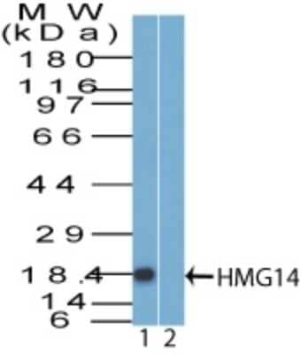 HMGN1 Antibody in Western Blot (WB)