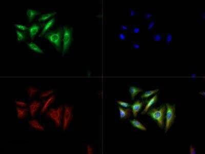 Torc2 Antibody in Immunocytochemistry (ICC/IF)