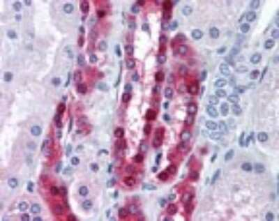 PPP1R1A Antibody in Immunohistochemistry (Paraffin) (IHC (P))