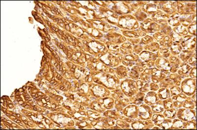 OLFM4 Antibody in Immunohistochemistry (Paraffin) (IHC (P))