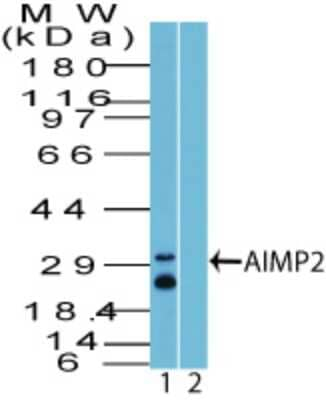 JTV-1 Antibody in Western Blot (WB)