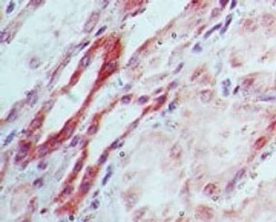 DNMT3L Antibody in Immunohistochemistry (Paraffin) (IHC (P))