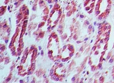 DNMT3L Antibody in Immunohistochemistry (Paraffin) (IHC (P))