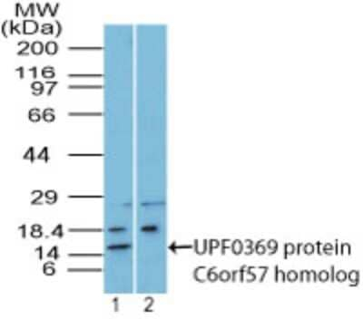 C6orf57 Antibody in Western Blot (WB)