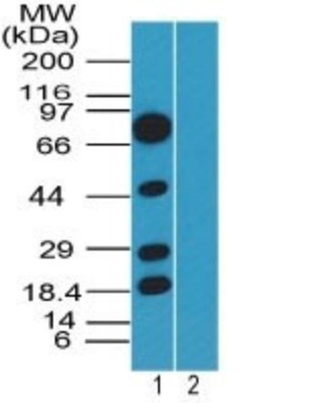 SOX1 Antibody in Western Blot (WB)