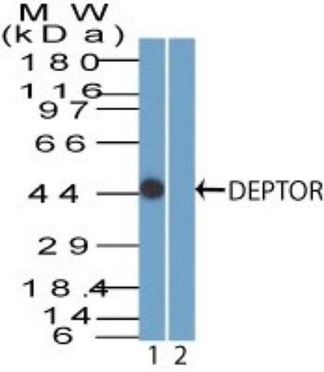 DEPDC6 Antibody in Western Blot (WB)
