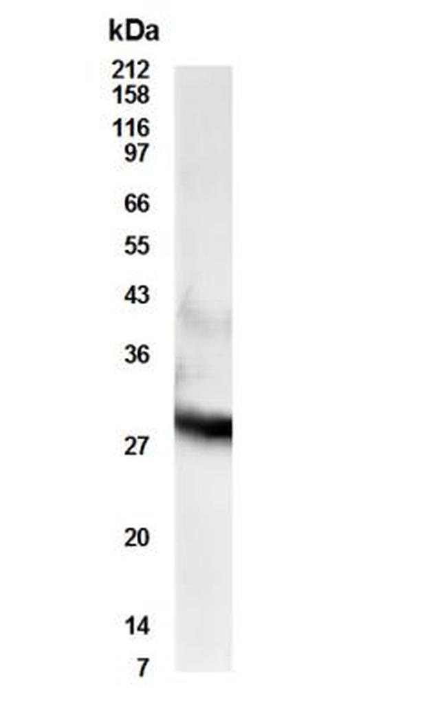 RDH11 Antibody in Western Blot (WB)