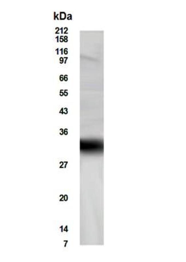 FHL5 Antibody in Western Blot (WB)