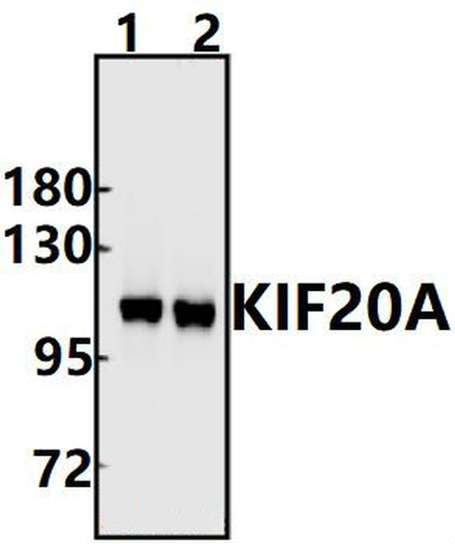 KIF20A Antibody in Western Blot (WB)