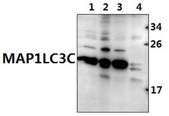 MAP1LC3C Antibody in Western Blot (WB)