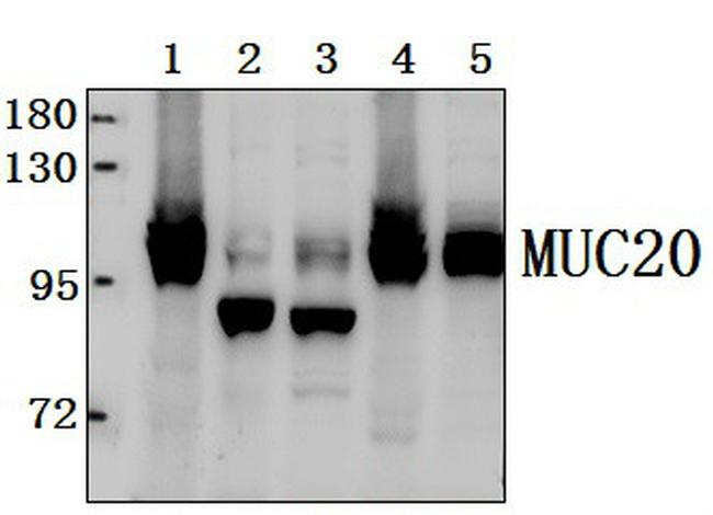 MUC20 Antibody in Western Blot (WB)