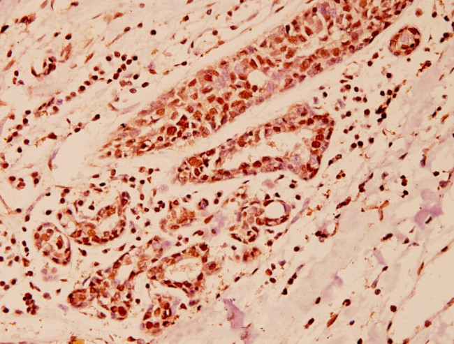 COPS3 Antibody in Immunohistochemistry (Paraffin) (IHC (P))