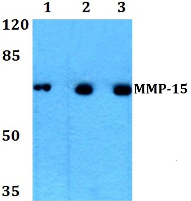 MMP15 Antibody in Western Blot (WB)