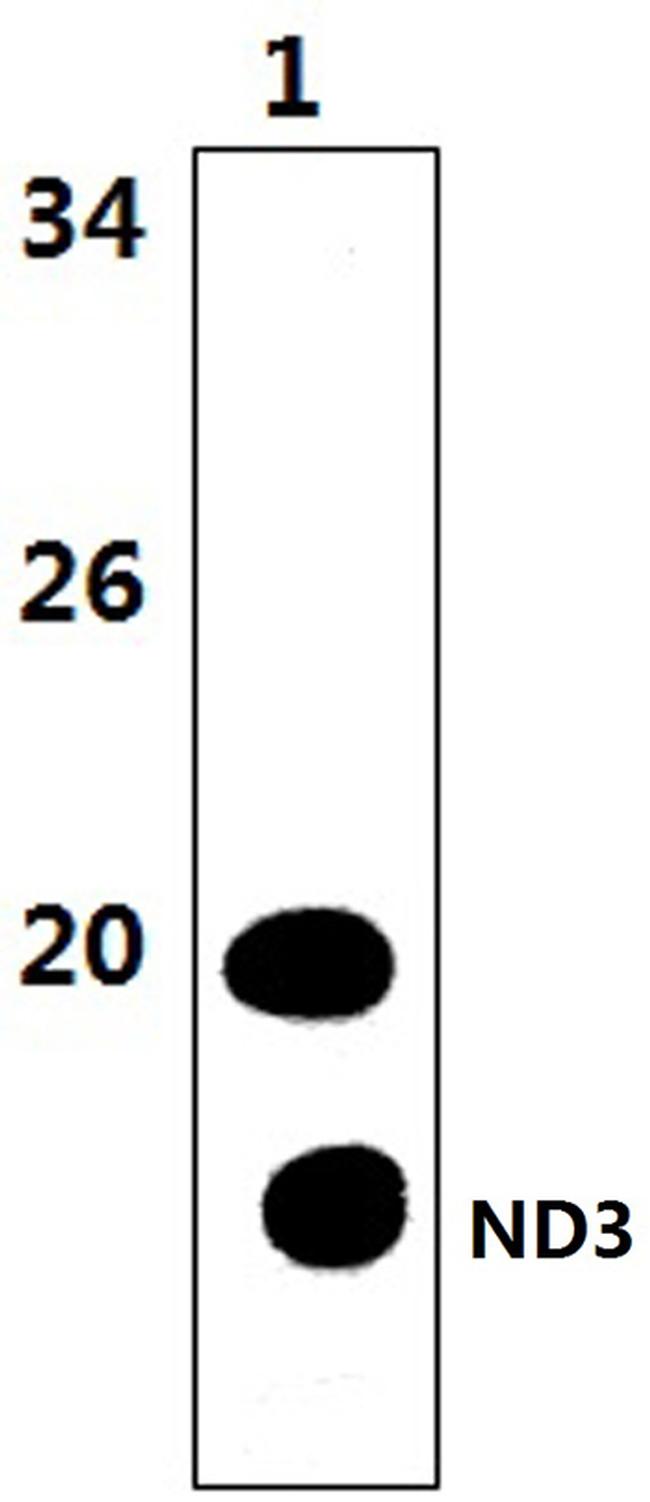 MT-ND3 Antibody in Western Blot (WB)