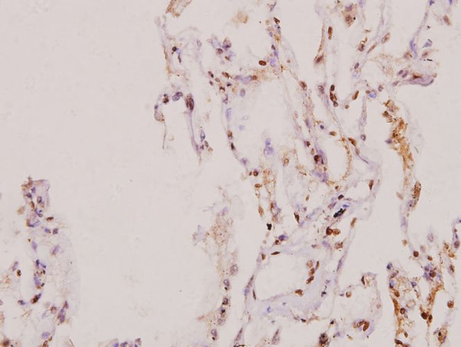 SENP5 Antibody in Immunohistochemistry (Paraffin) (IHC (P))