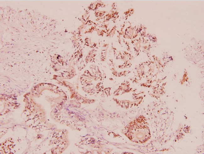 Urocortin Antibody in Immunohistochemistry (Paraffin) (IHC (P))