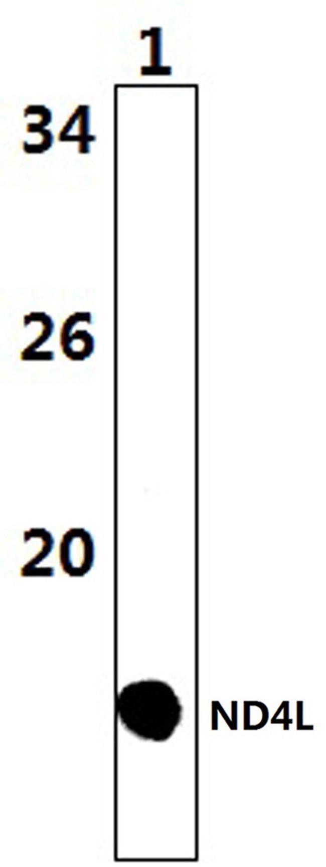 MT-ND4L Antibody in Western Blot (WB)