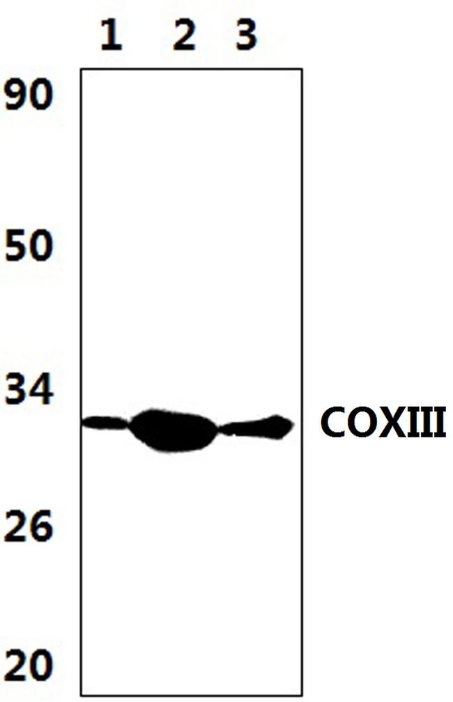 COX3 Antibody in Western Blot (WB)