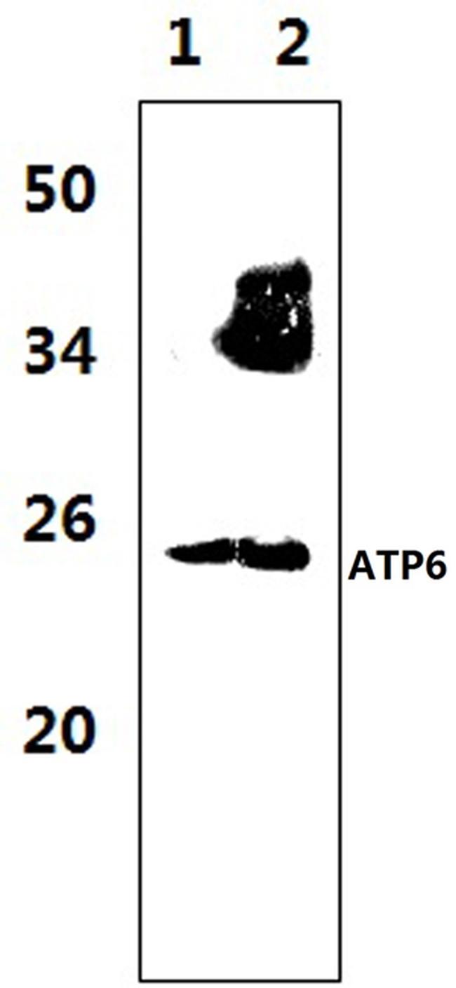 MT-ATP6 Antibody in Western Blot (WB)