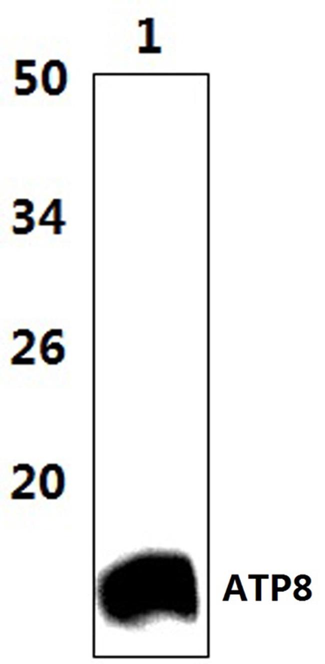 MT-ATP8 Antibody in Western Blot (WB)
