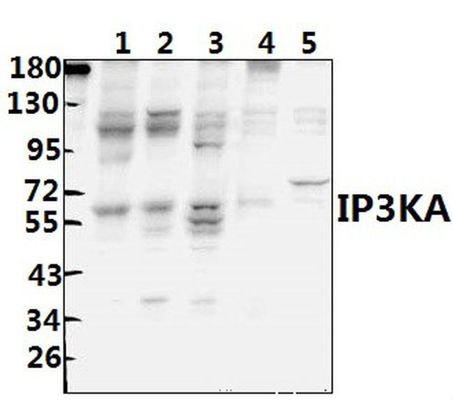 ITPKA Antibody in Western Blot (WB)