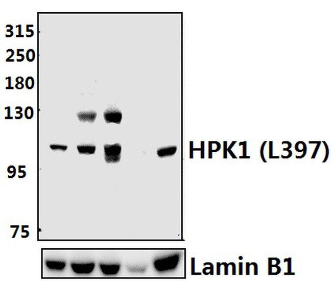 HPK1 Antibody in Western Blot (WB)