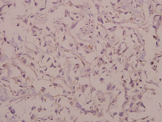 CDH7 Antibody in Immunohistochemistry (Paraffin) (IHC (P))