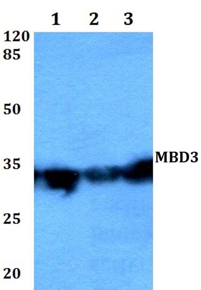 MBD3 Antibody in Western Blot (WB)