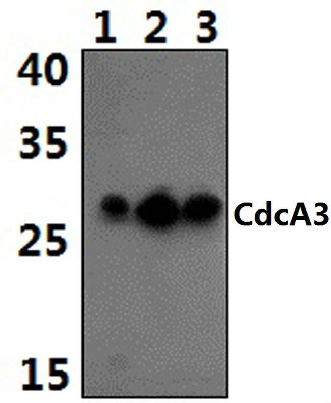 CDCA3 Antibody in Western Blot (WB)