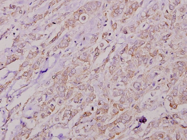 COL4A2 Antibody in Immunohistochemistry (Paraffin) (IHC (P))