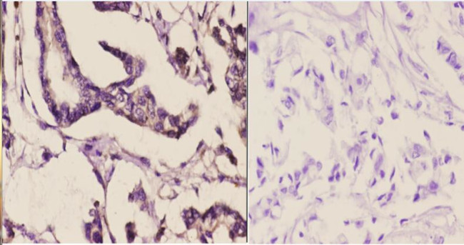 MAPK15 Antibody in Immunohistochemistry (Paraffin) (IHC (P))