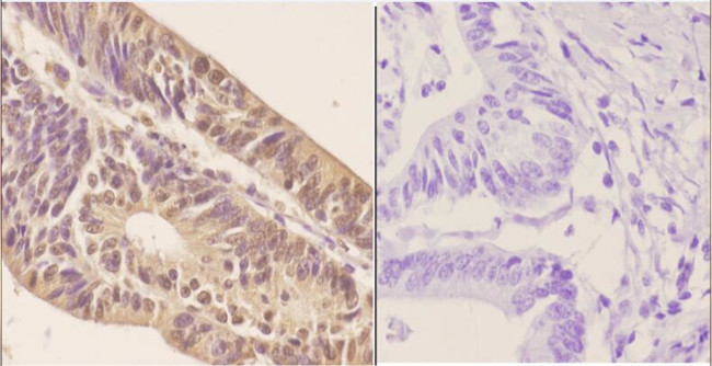 ZNF148 Antibody in Immunohistochemistry (Paraffin) (IHC (P))