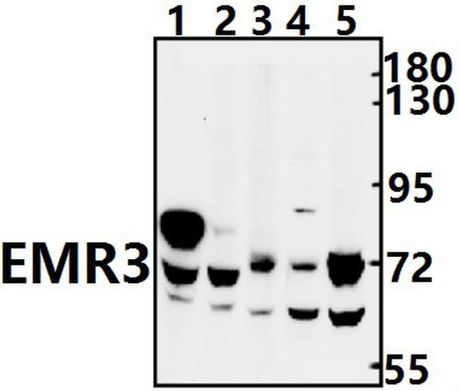 EMR3 Antibody in Western Blot (WB)