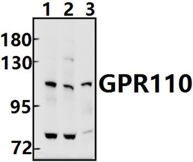 GPR110 Antibody in Western Blot (WB)