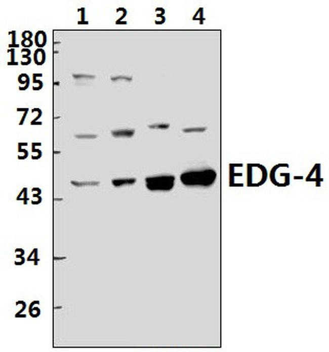 EDG4 Antibody in Western Blot (WB)