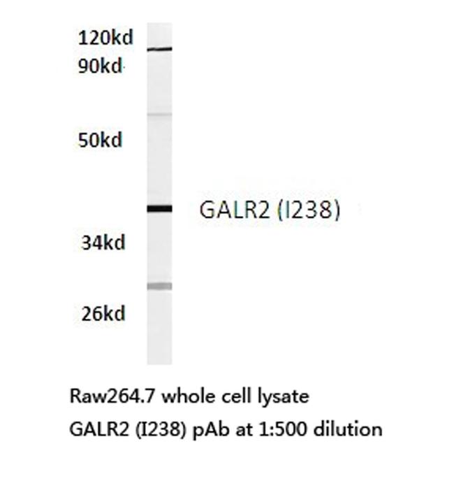 GALR2 Antibody in Western Blot (WB)