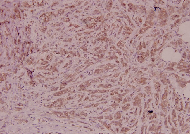 PEDF Antibody in Immunohistochemistry (Paraffin) (IHC (P))